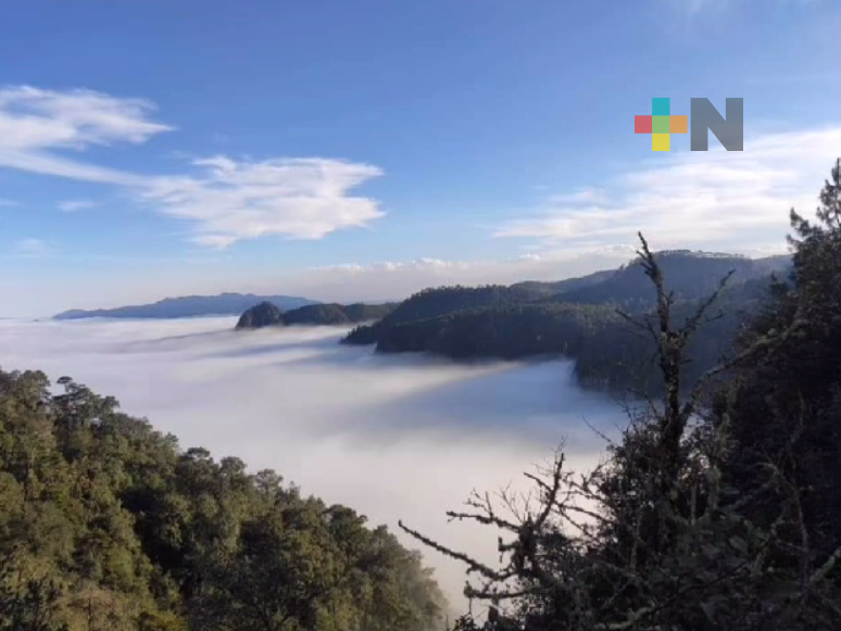 Promueven venta de árboles navideños en sierra de Huayacocotla