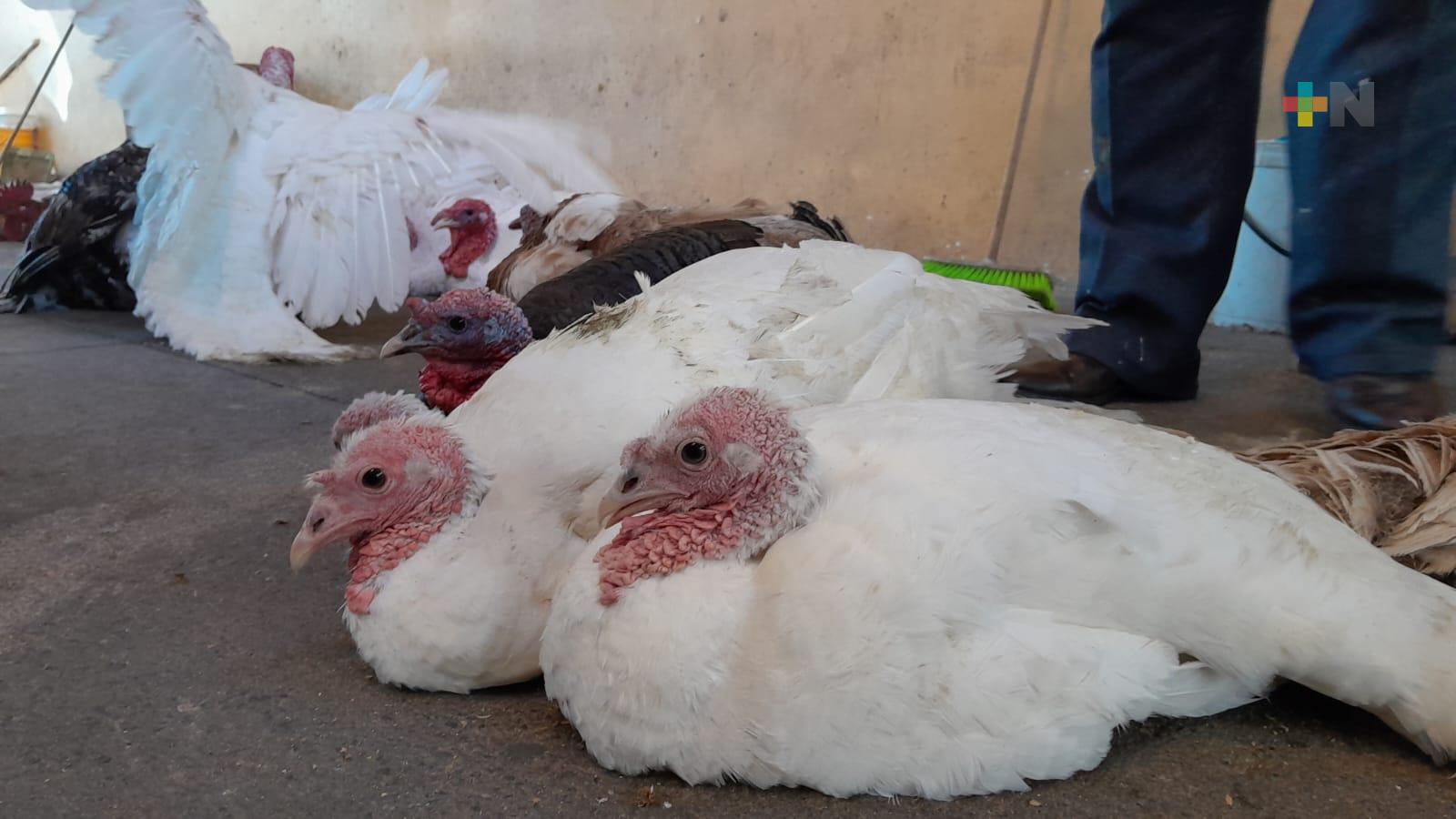Los mejores pavos se crían durante un año para ser platillo central de cena de Navidad