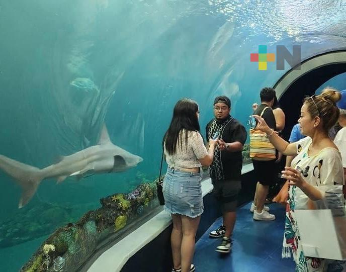 Invita Aquarium de Veracruz a celebrar el Día de Reyes, este martes con entrada gratuita
