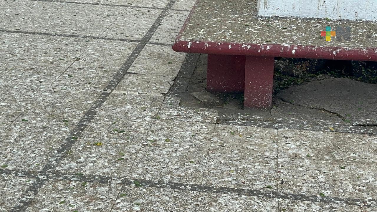 Ciudadanos piden limpiar suciedad de aves en parque de Coatzacoalcos
