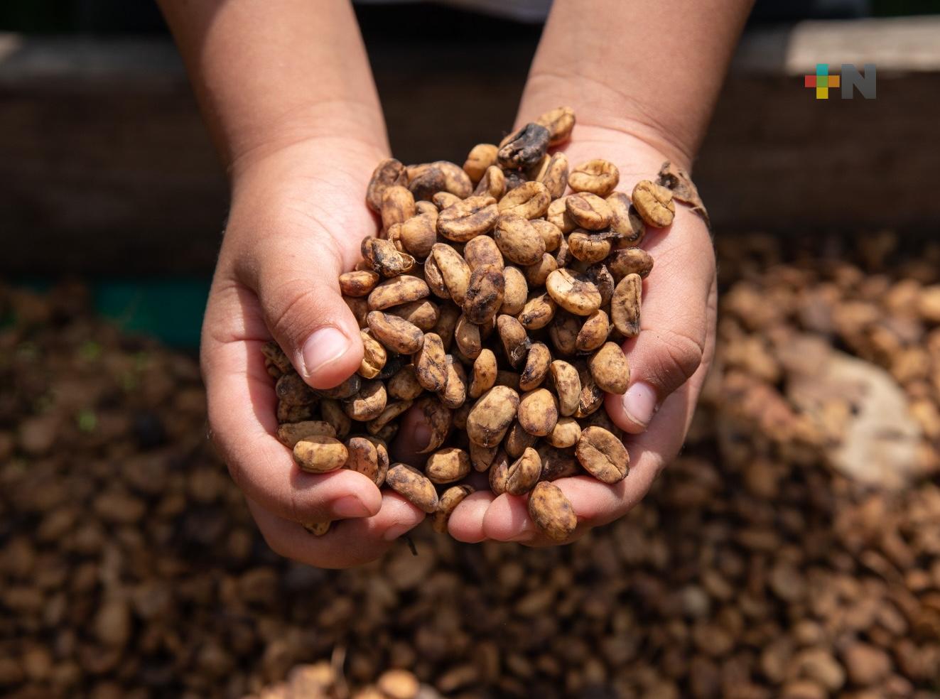 Precio del café se incrementa en el mundo