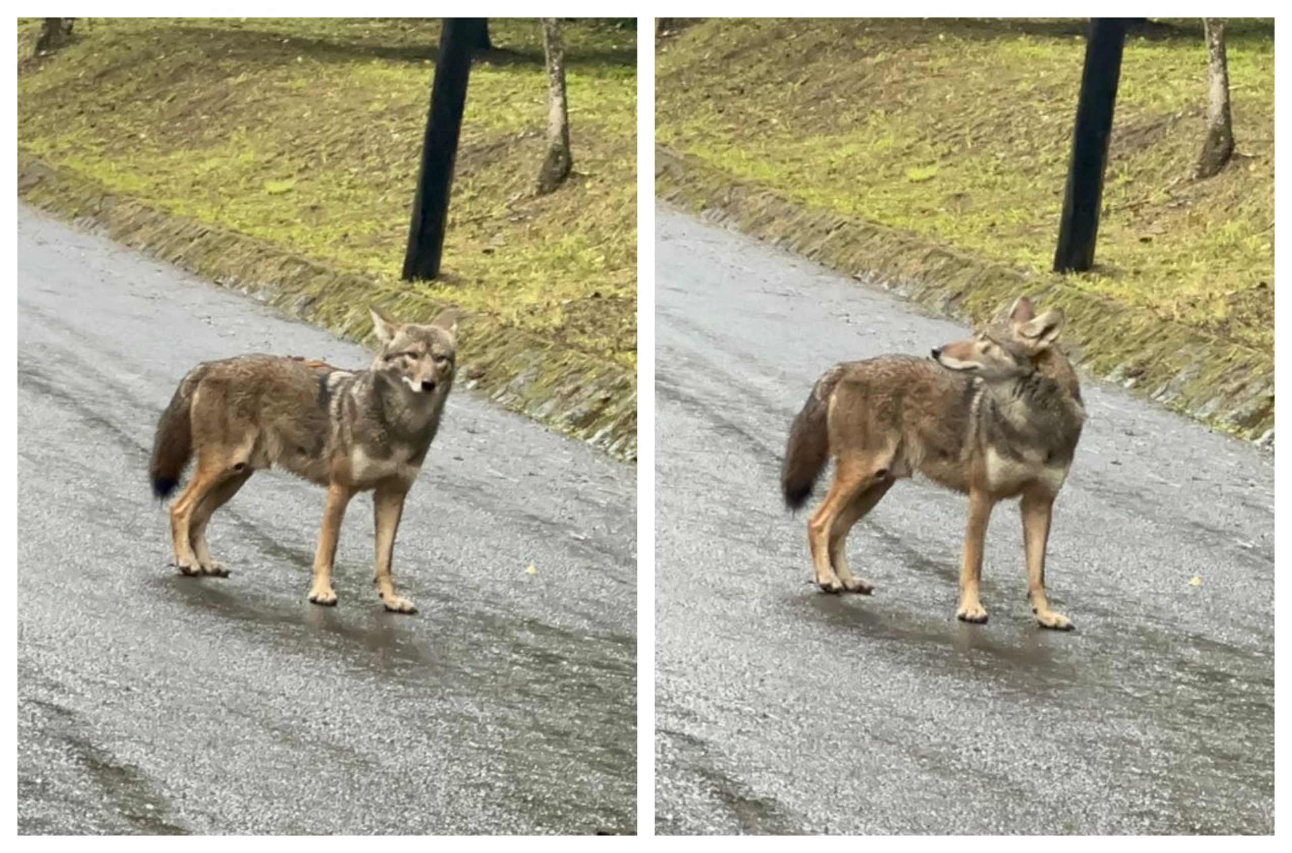 ANP son santuarios para especies como el coyote que habita el Cerro de la Galaxia