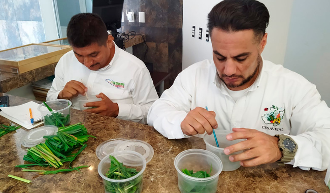 Aplica Agricultura técnicas sustentables para el control de plagas del maíz