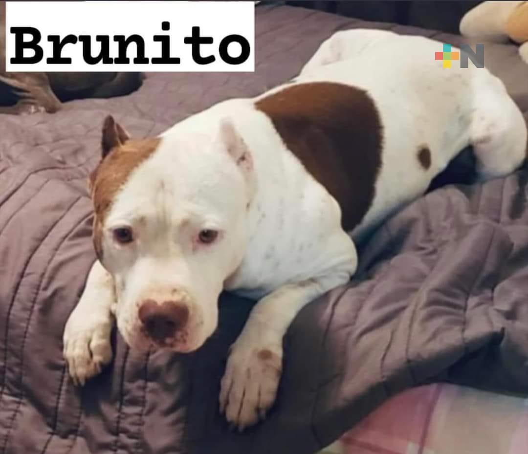 Familia de Minatitlán ofrece recompensa por localizar a su perro