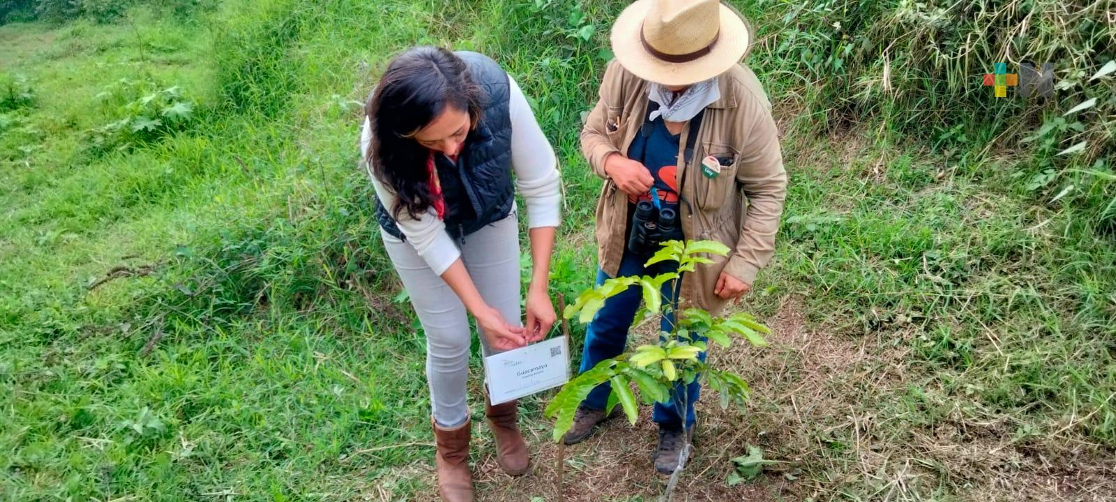 “No me dejes plantado”, proyecto para adoptar un árbol