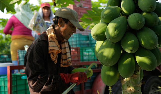 Crece 48.3% producción nacional de papaya