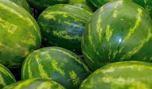 Crece producción de sandía en México, con tendencia a ubicarse entre los principales países productores