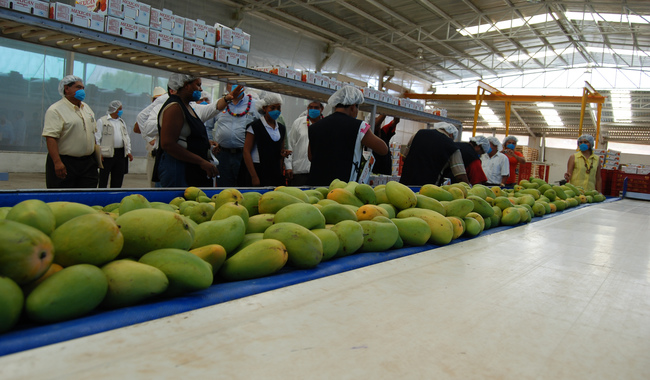 Productores mexicanos baten récord de producción anual de mango en la última década