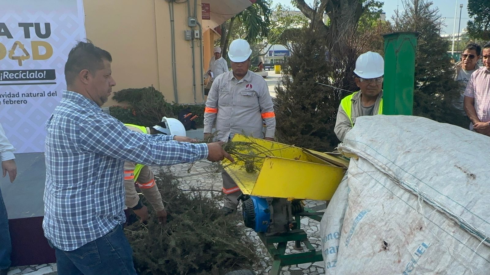 Comenzó acopio de árboles navideños en Coatzacoalcos