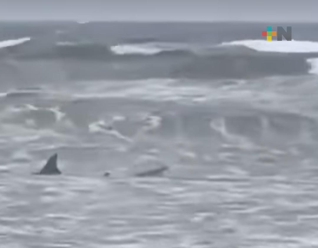 En redes sociales viralizan presencia de tiburón en playa de Coatzacoalcos