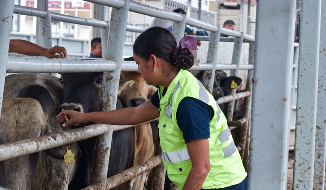 Verifican México y Estados Unidos avances en materia de tuberculosis bovina en ocho entidades