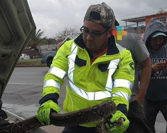 Protectores de animales piden a automovilistas revisar unidades y no dañen a fauna