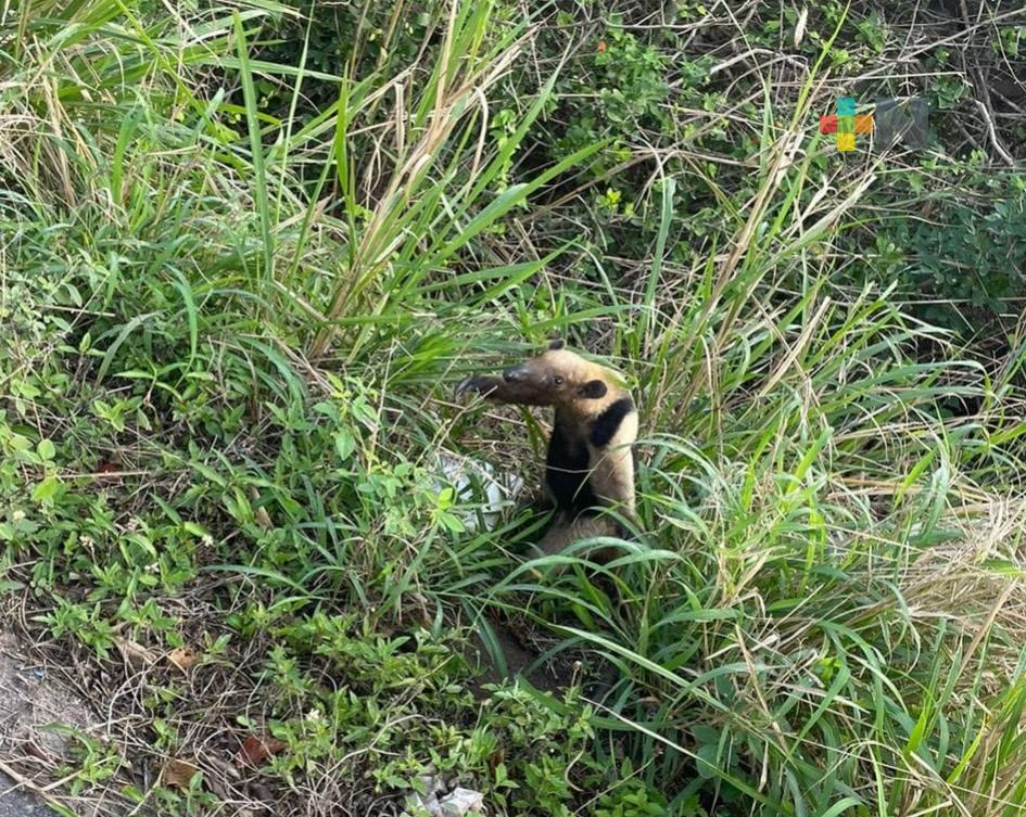 Aparece oso hormiguero en vialidad de la Riviera Veracruzana