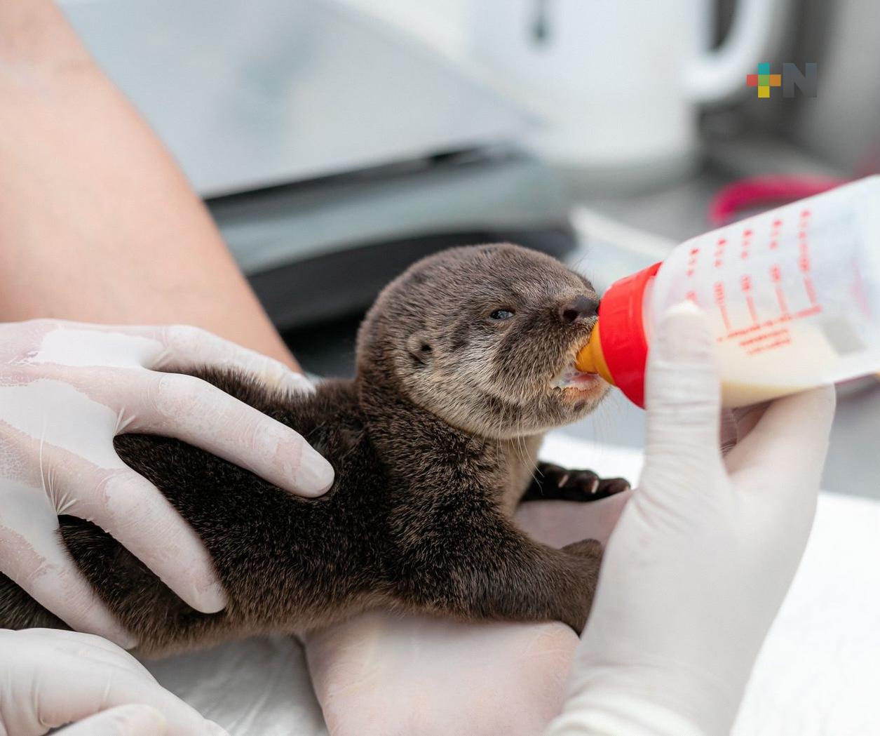 Rescata y resguarda Aquarium de Veracruz cría de nutria