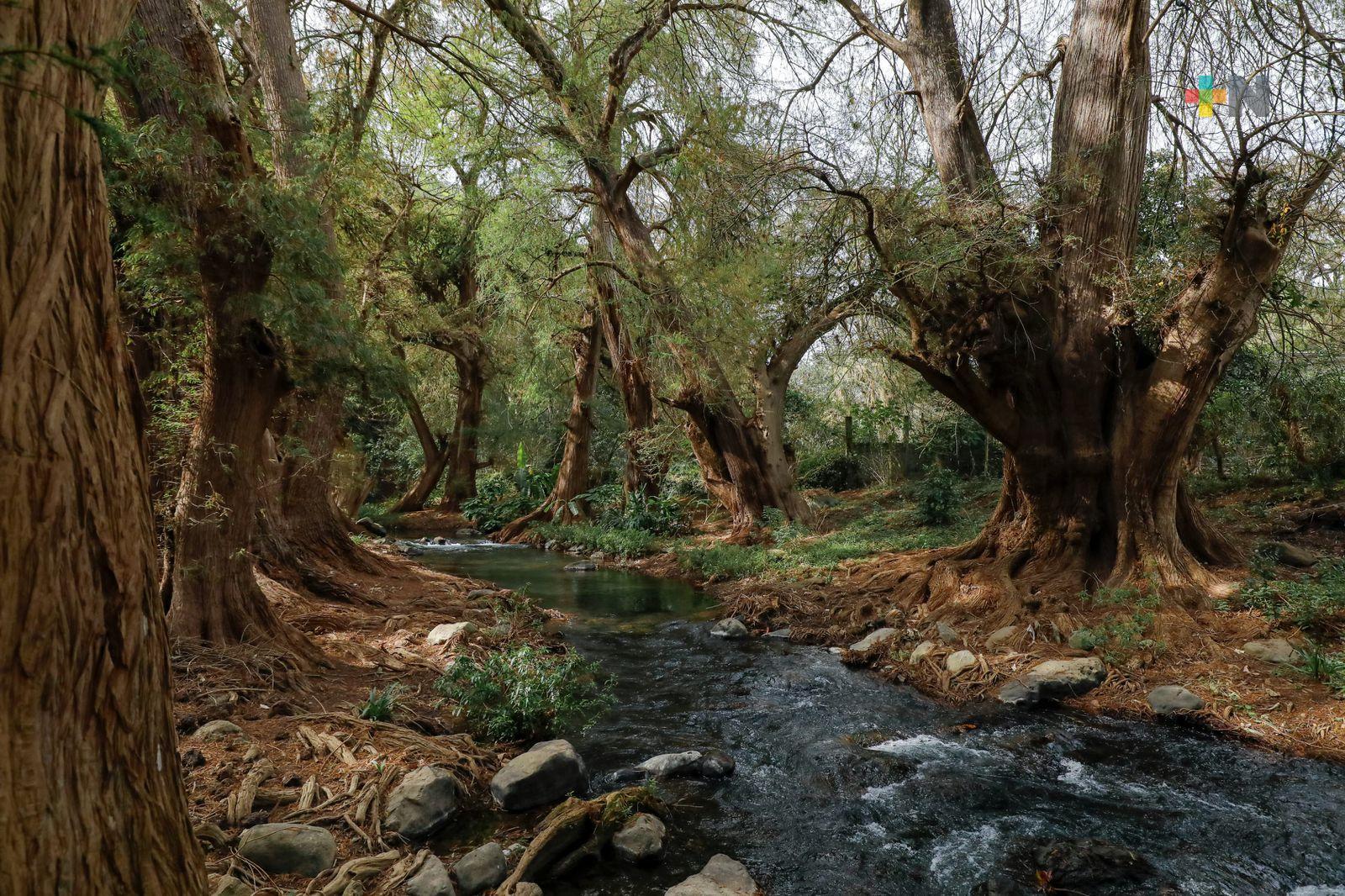 Inicia PMA proyecto de rescate del «Paseo de los Ahuehuetes» en Nogales y Mendoza