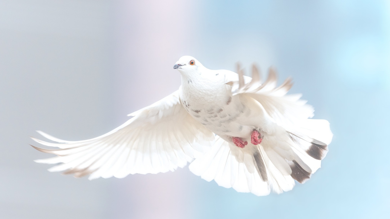 Secundaria de Xalapa realiza «Caminata por la paz» en Día escolar de la no violencia y la paz