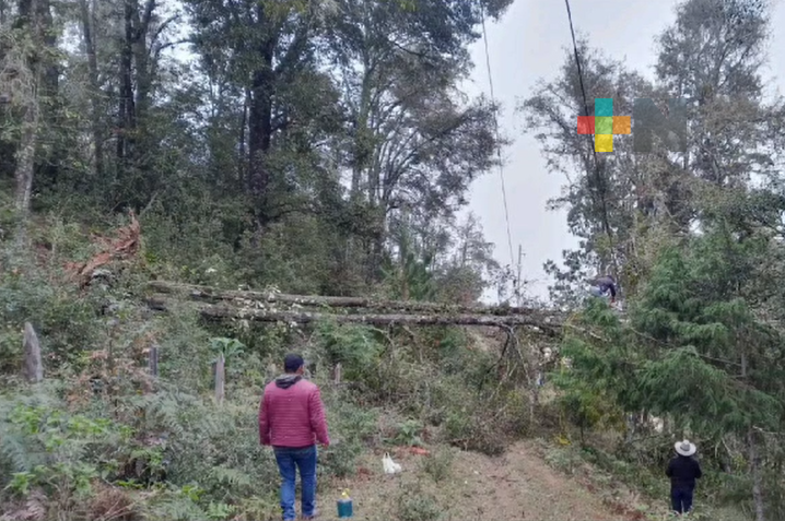 Frente frío deja árboles caídos, fallas de energía eléctrica e internet en norte de Veracruz