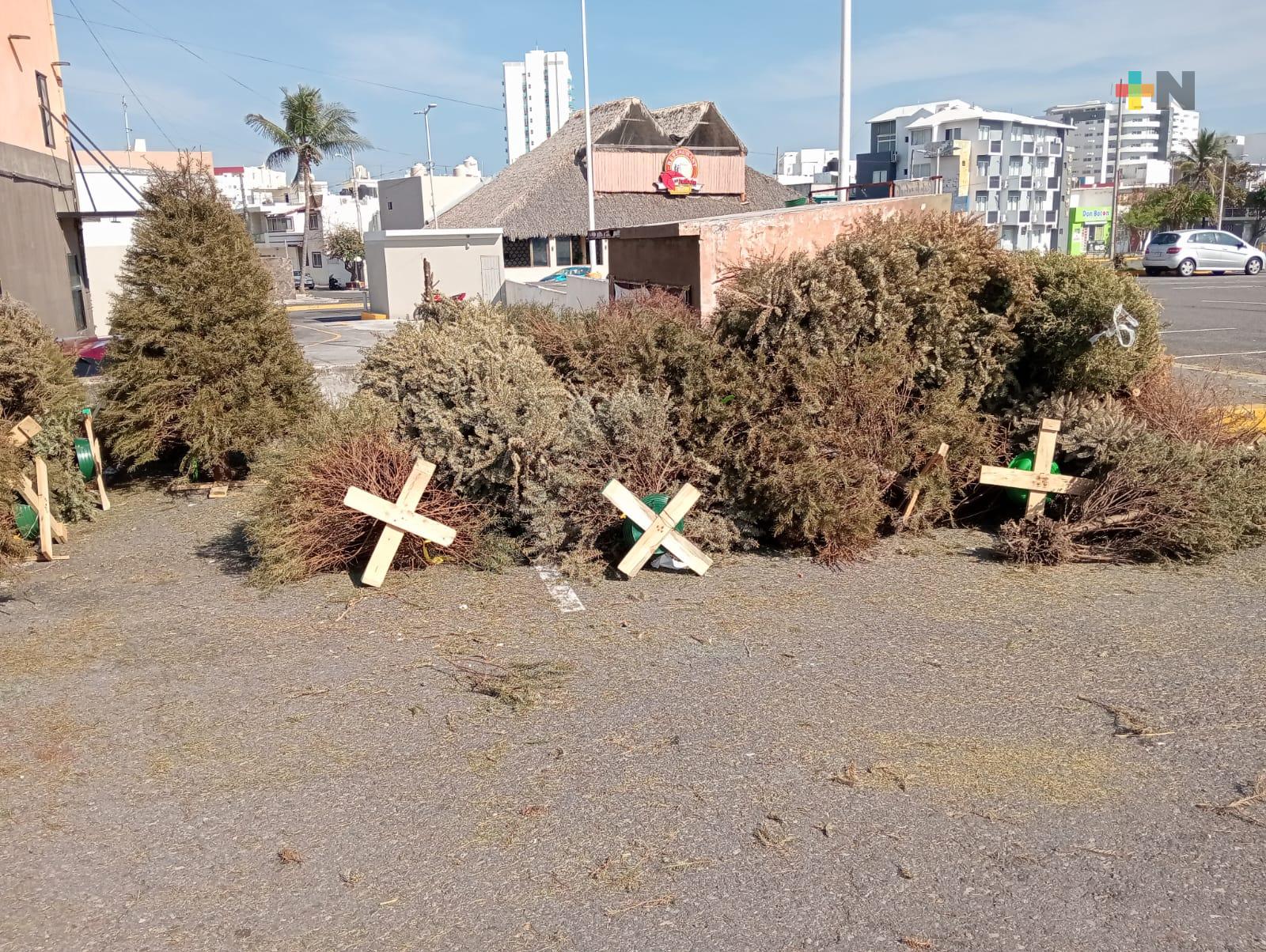 Recolectan más de 100 árboles de Navidad en Boca del Río
