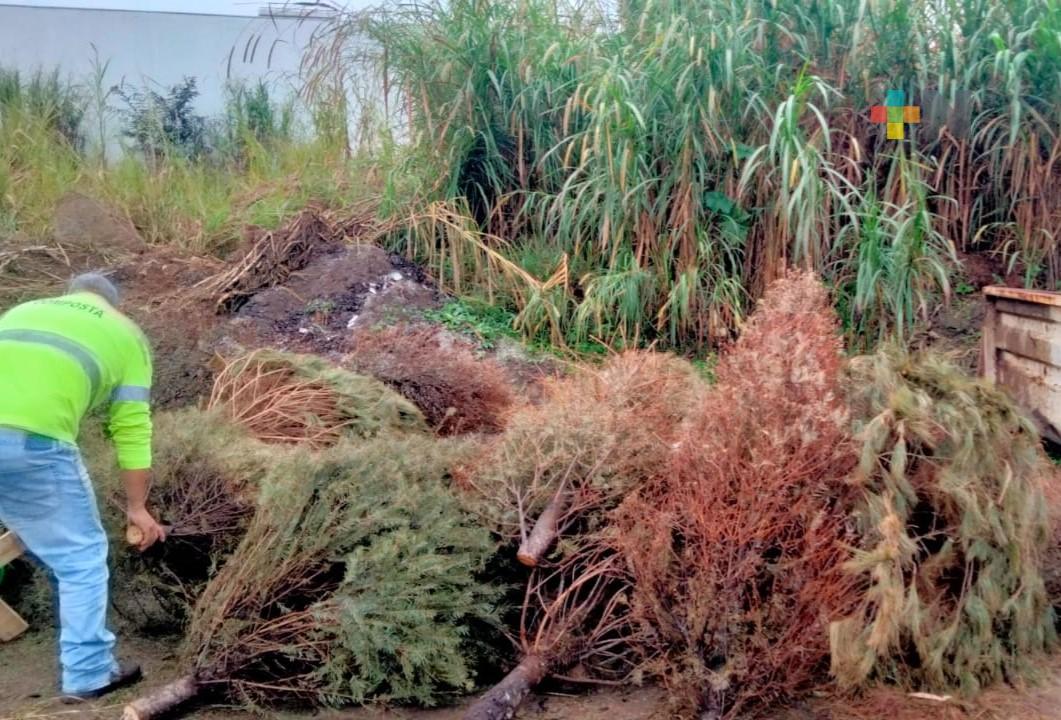 Xalapeños hacen uso de centros de acopio de pinos navideños