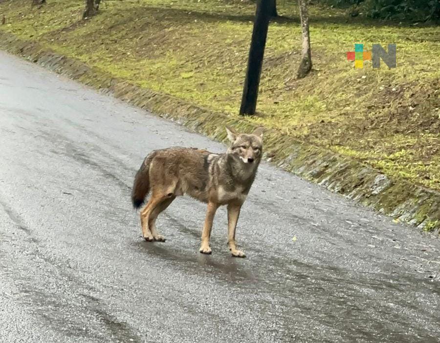 RTV y UV realizan proyecto de fauna silvestre en el cerro de la Galaxia