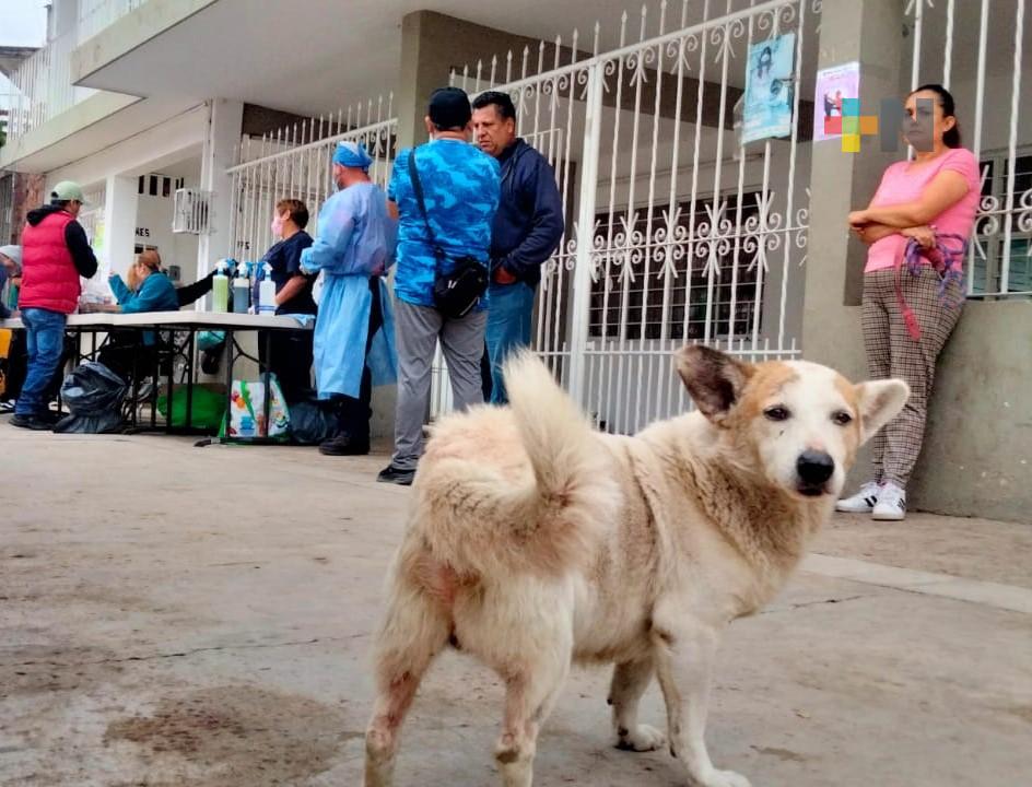 Piden continúen jornadas gratuitas de esterilización de perros y gatos en Xalapa