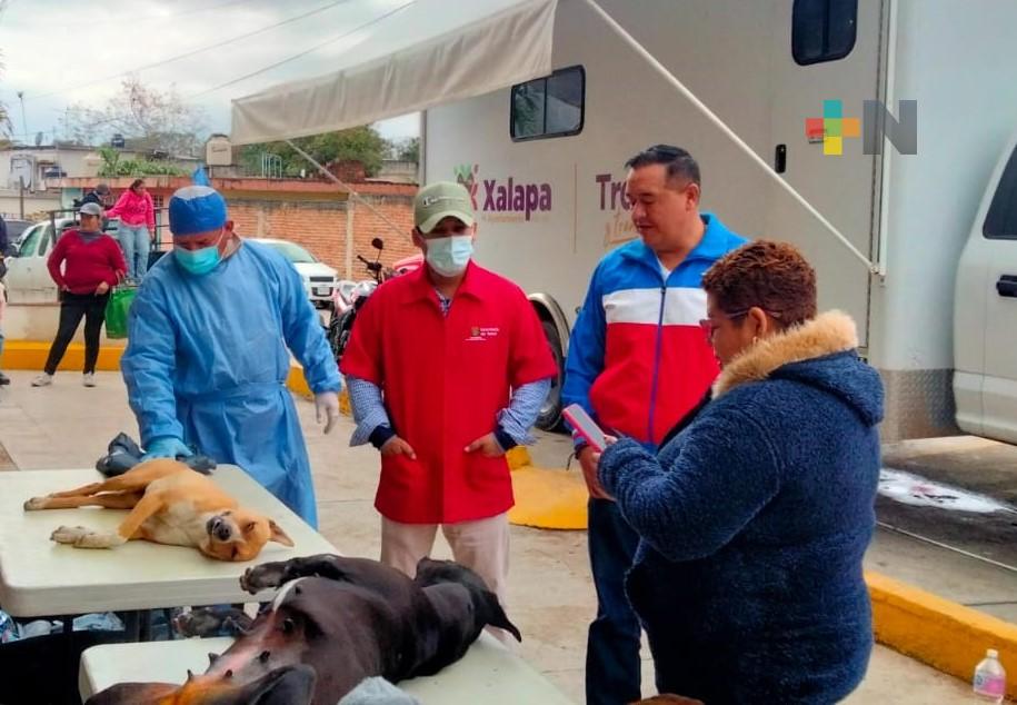 Para disminuir maltrato animal, esterilización de mascotas debe ser obligatoria