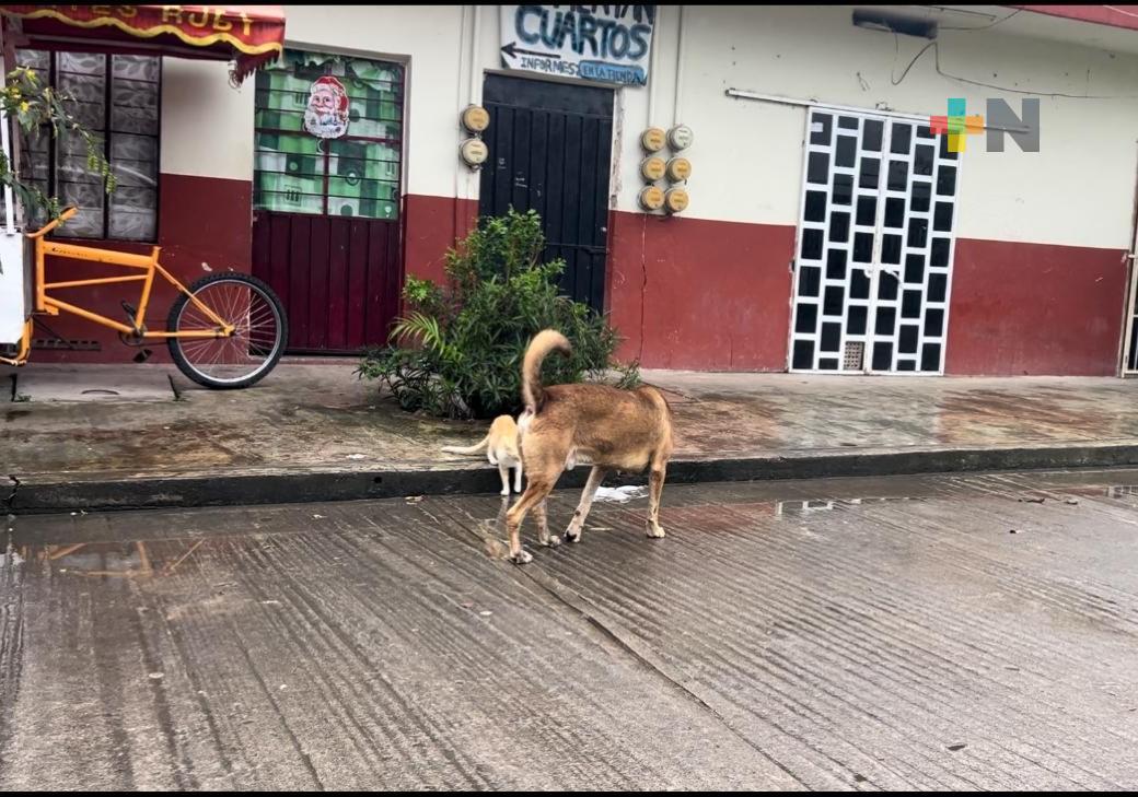 En Martínez de la Torre se realizará campaña de esterilización canina y felina