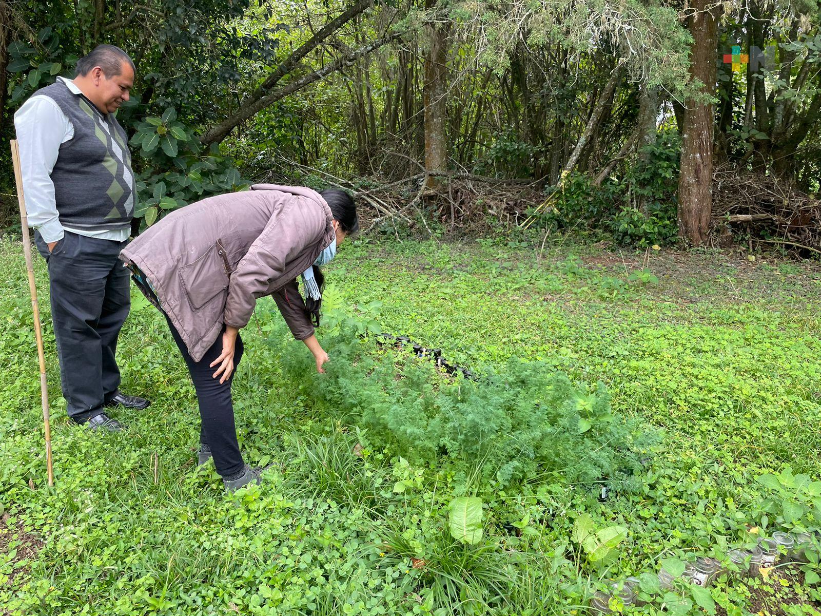 Buscan reactivar huerto comunitario en sede de tianguis agroecológico