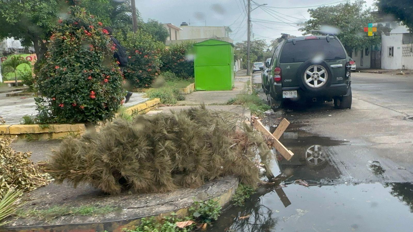 Gente sigue tirando árboles de Navidad en vía pública de Coatzacoalcos