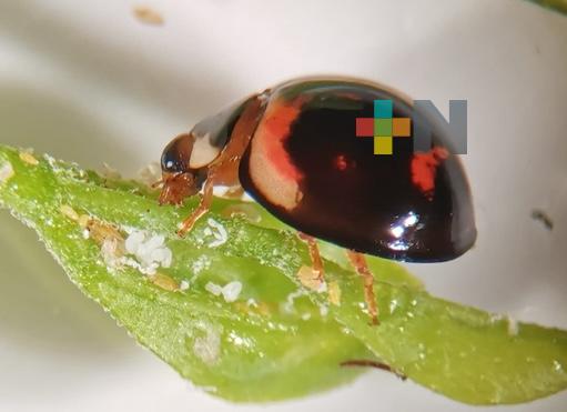 Utiliza Agricultura catarinas para combatir plaga y vectores de enfermedades en cítricos