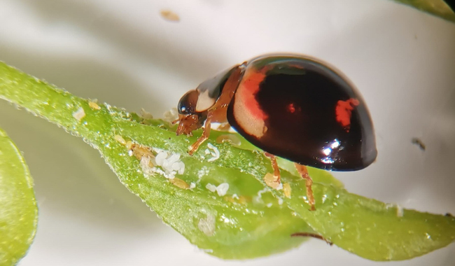 Utiliza Agricultura catarinas para combatir insectos plaga y vectores de enfermedades en cítricos