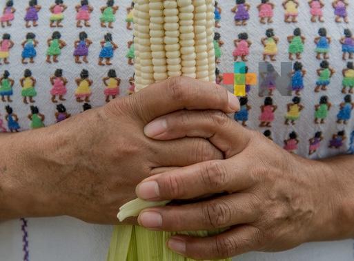 Publica Agricultura Reglas de Operación de Producción para el Bienestar 2024