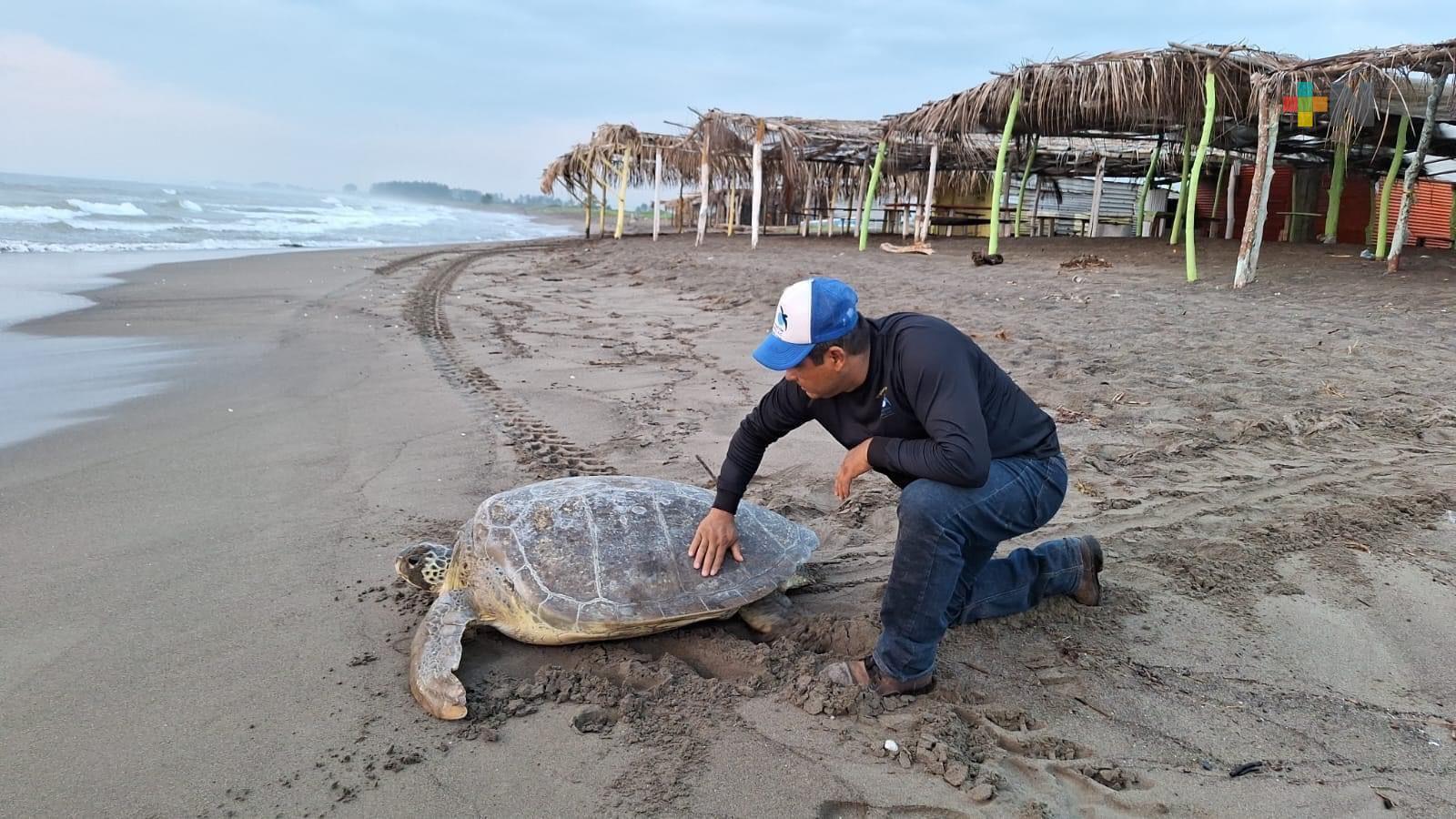 Más de 474 mil tortugas marinas reintegradas al mar en esta temporada: Fundación Tortugas Yepez