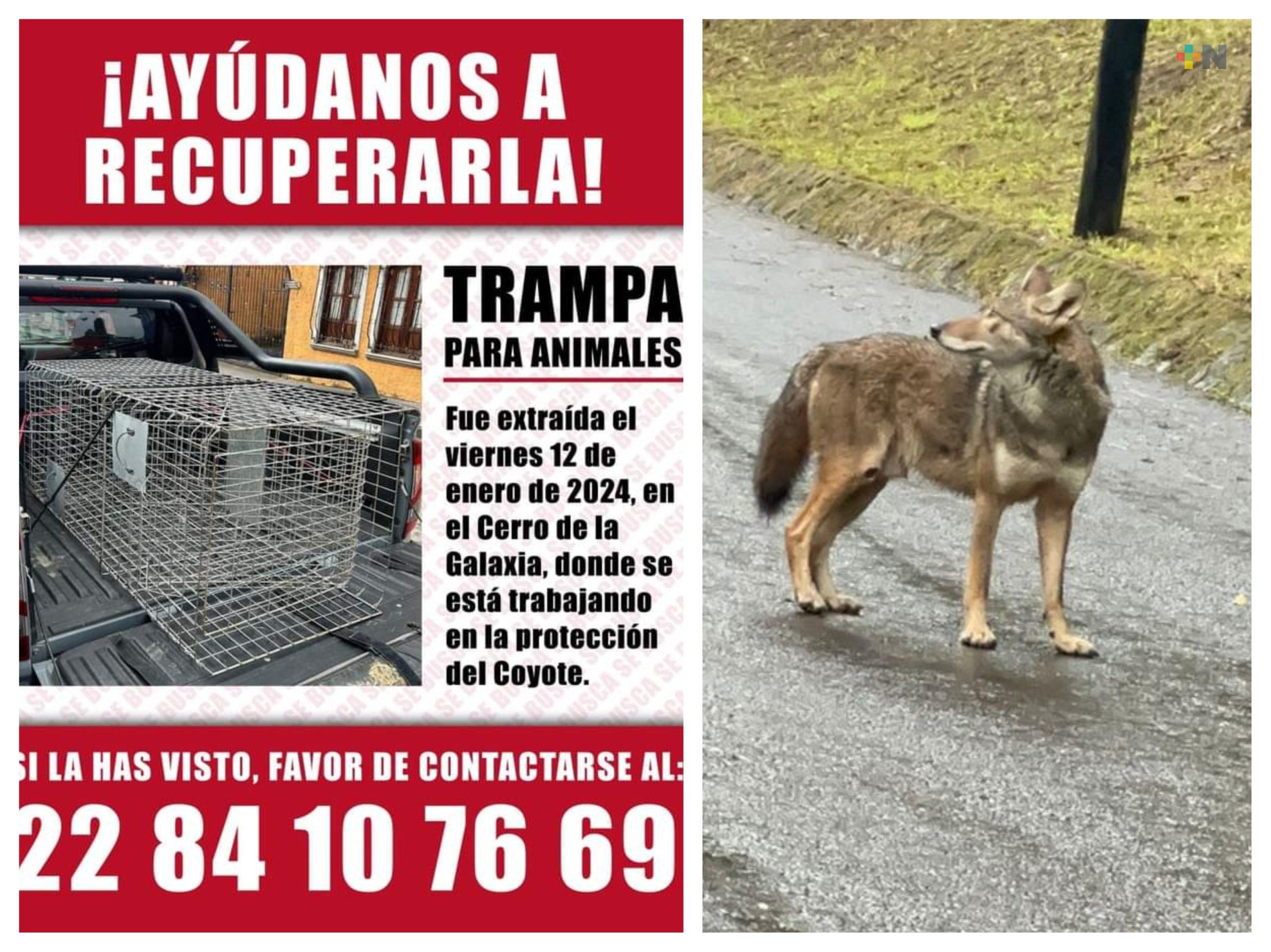 Robaron trampa para capturar coyote que habita en Cerro de la Galaxia
