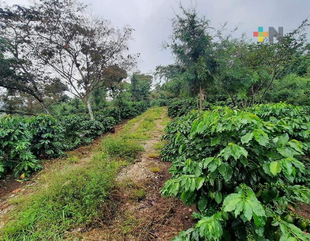 AMLO refrenda apoyo y protección a cafetaleros veracruzanos tras abuso de empresas