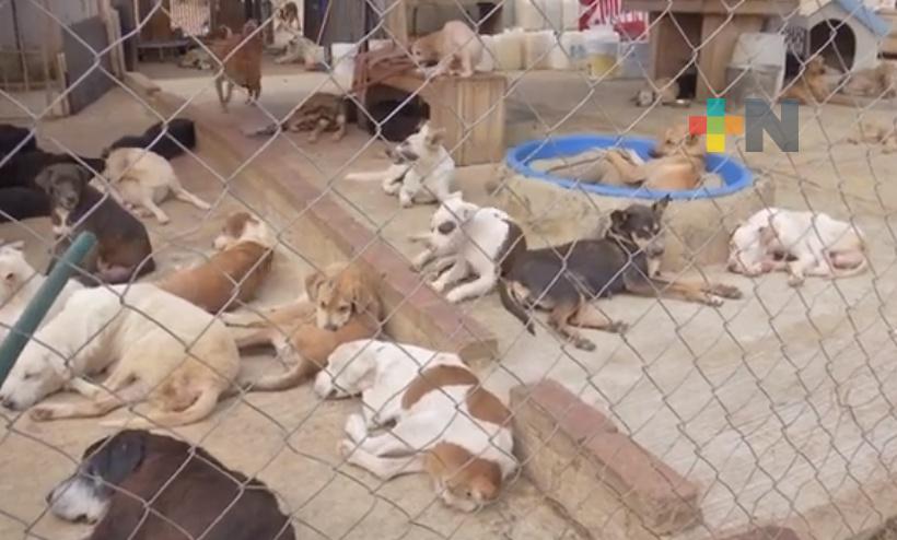 Albergue cambia de domicilio para atender a más de 300 animales abandonados