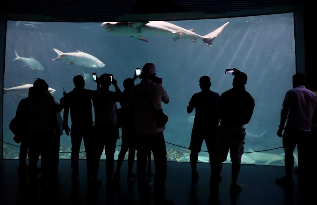 Sectur posiciona al Aquarium del puerto de Veracruz como uno de los más importantes de LATAM