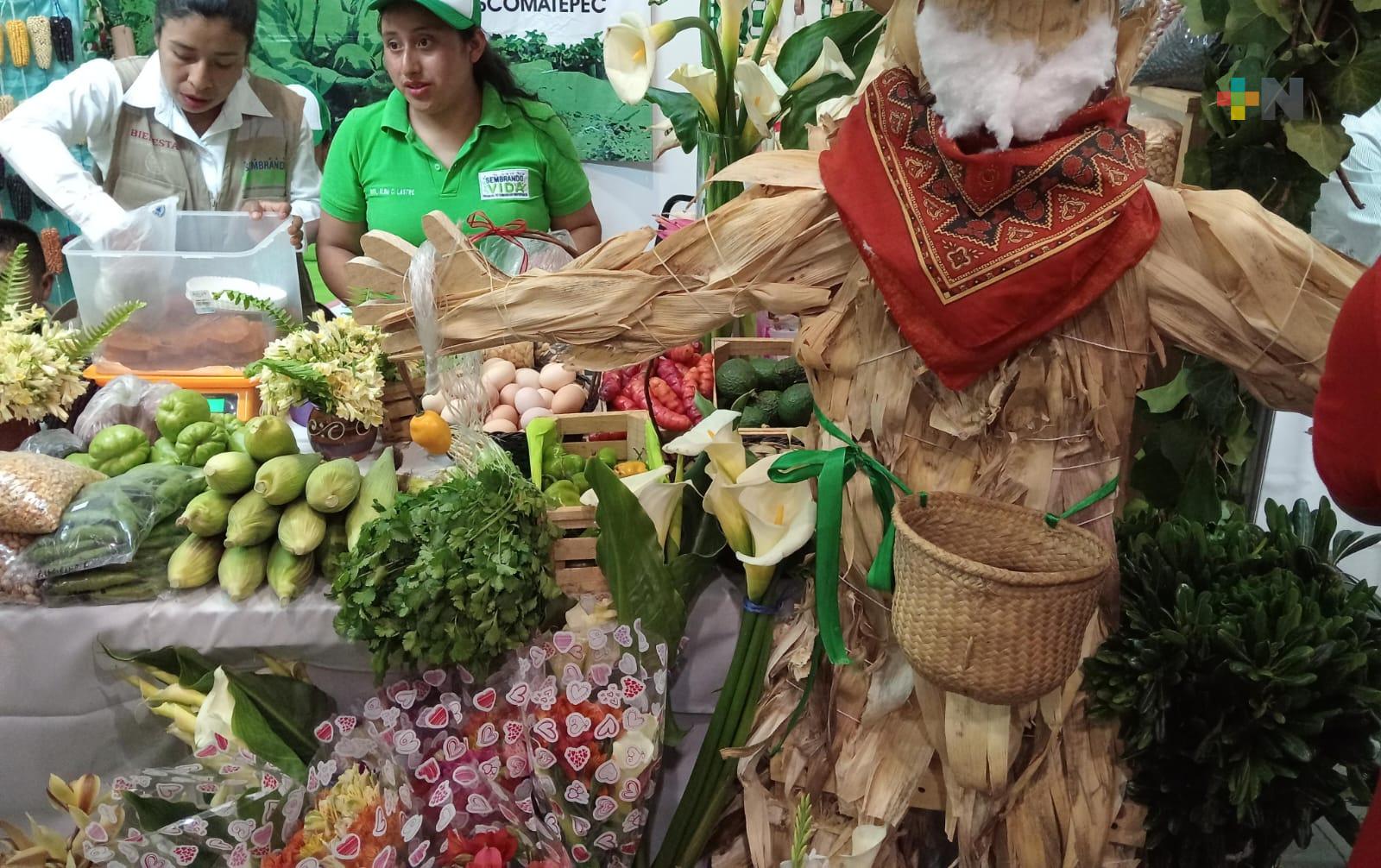 Ante afectaciones climatológicas, Sembrando Vida protege cosechas con seguro