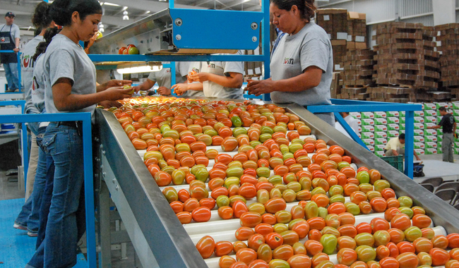 Estima Agricultura producción de alrededor de 300 millones de toneladas de alimentos en 2023