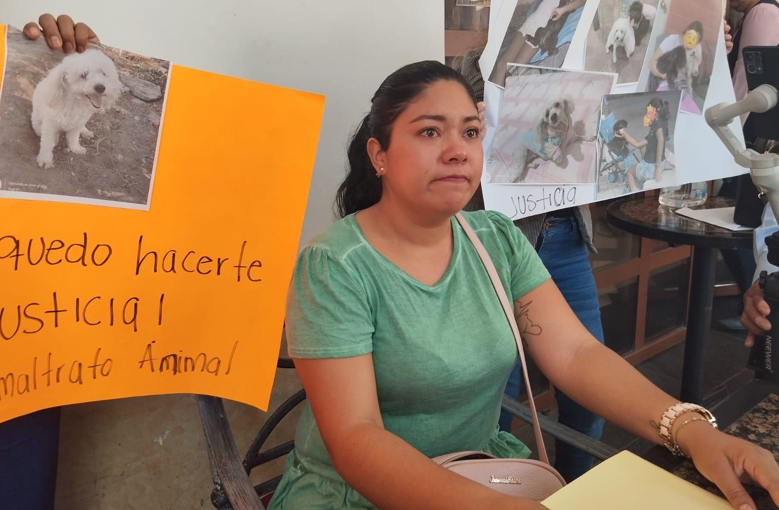 Presentan denuncia por perritas atropelladas en Veracruz