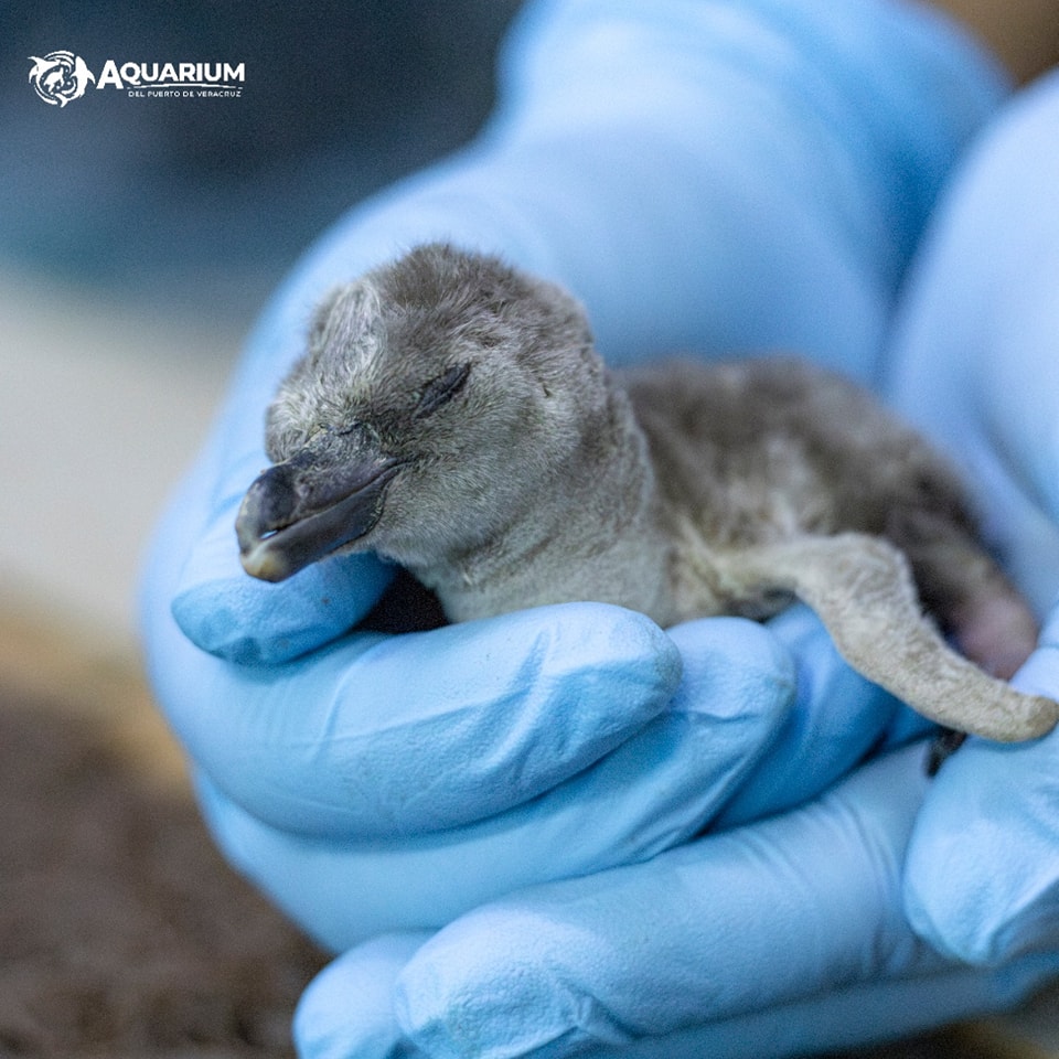 Nace pingüino en Aquarium del Puerto de Veracruz