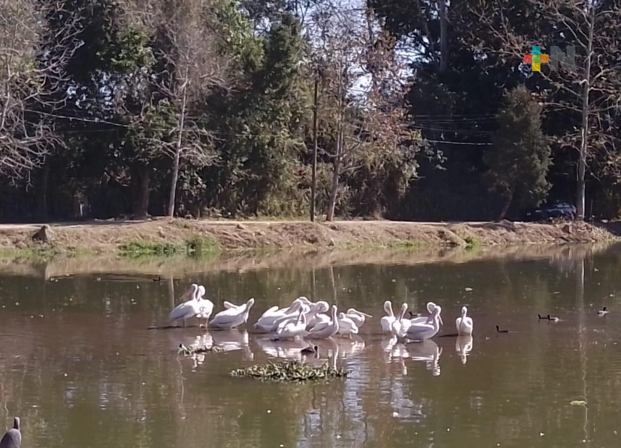 Piden respetar a pelícanos blancos de la laguna de El Castillo