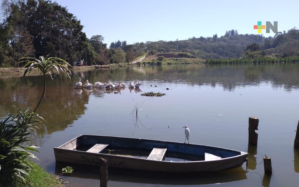 Laguna de El Castillo es hogar temporal de pelícanos