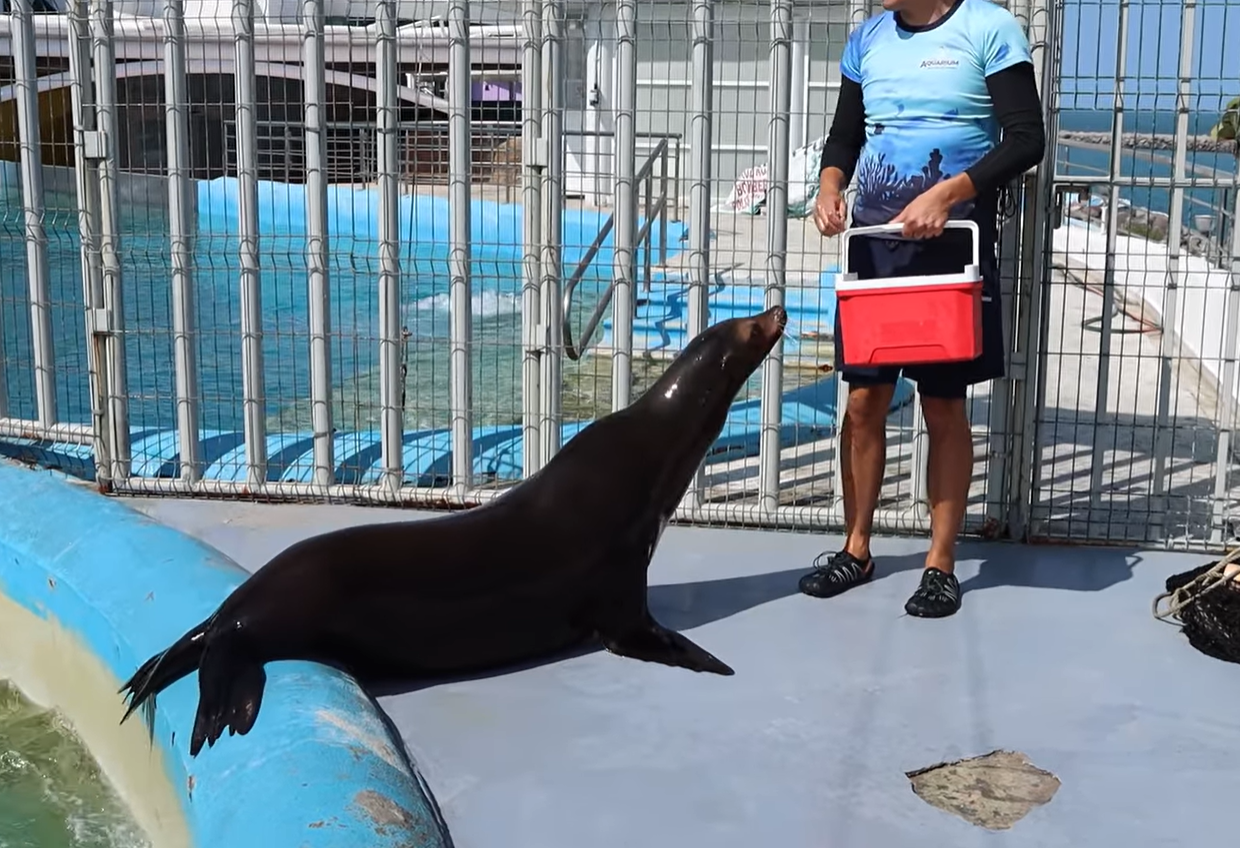 Los lobos marinos ya están en exhibición en Aquarium del puerto de Veracruz