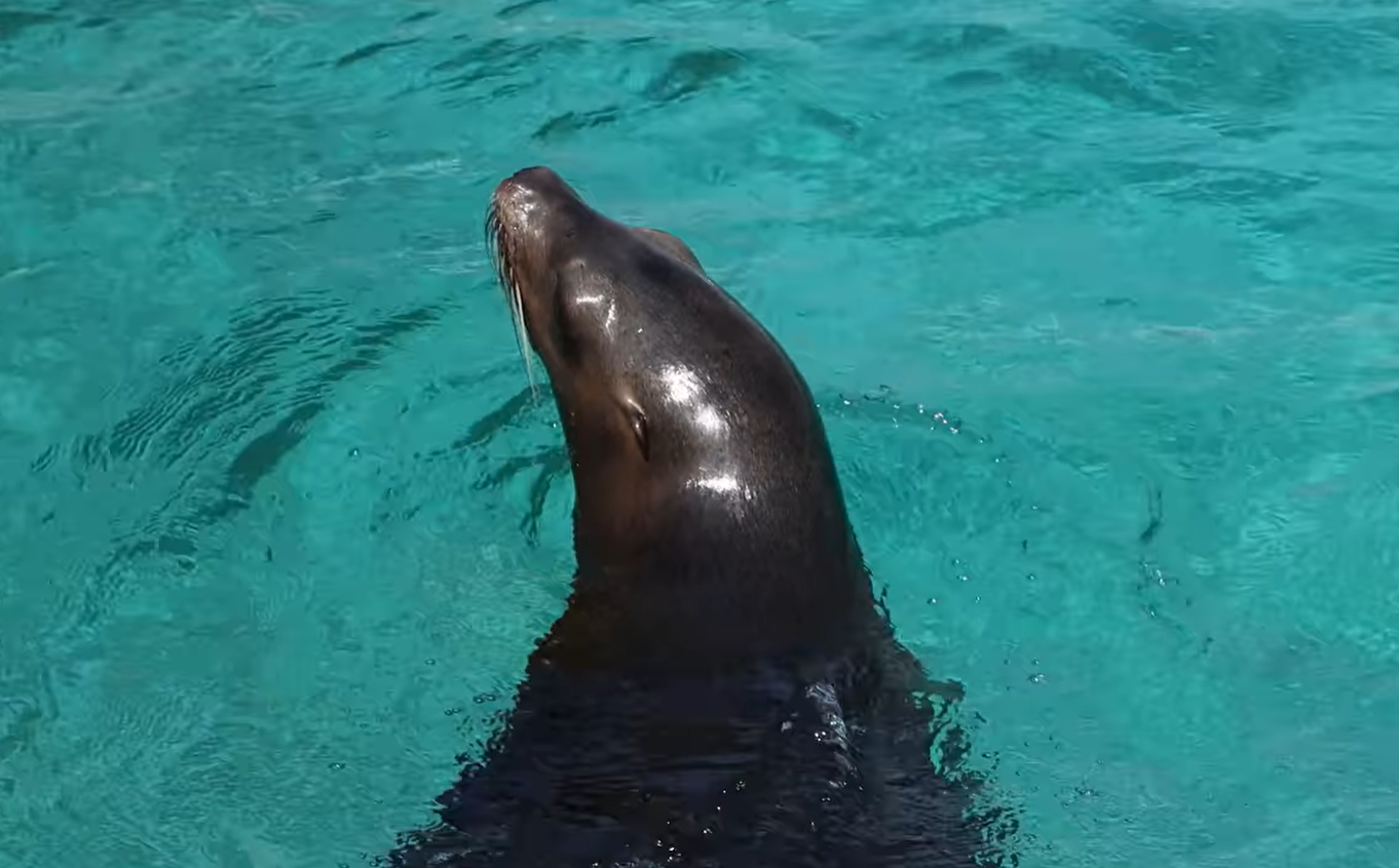 Lobos marinos disfrutan el Aquarium del puerto de Veracruz