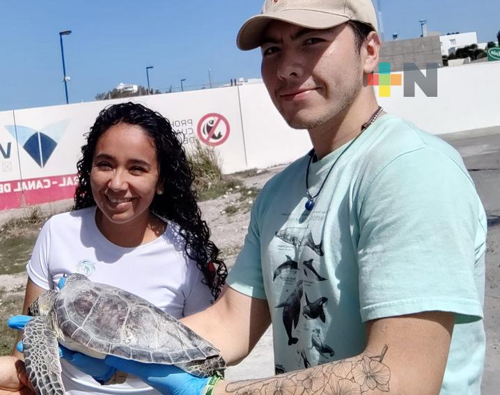 Aquarium del Puerto recibe y atiende a tortuga encontrada en mal estado