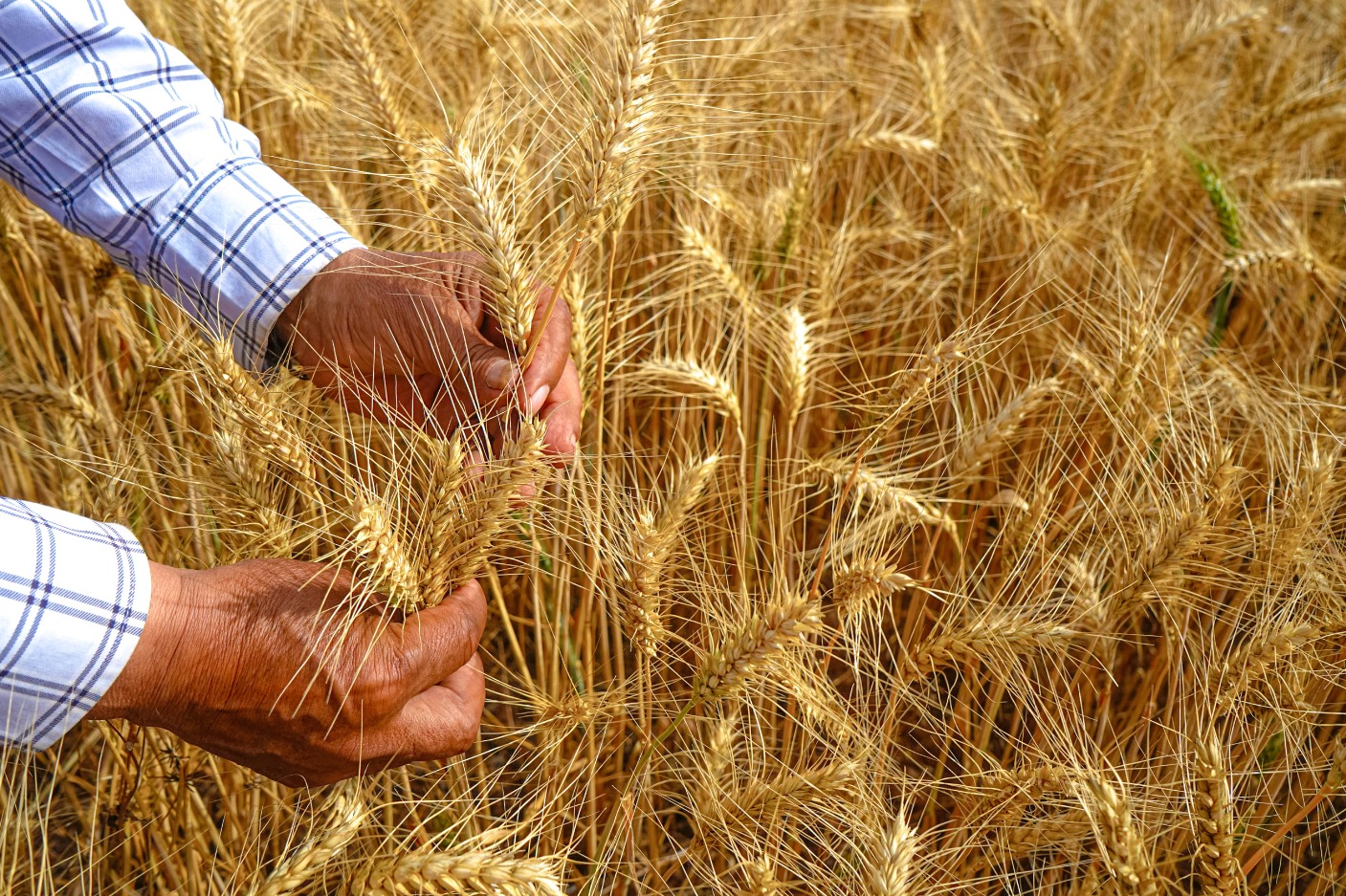 Segalmex continúa con pago de incentivos de precios de garantía a productores de trigo
