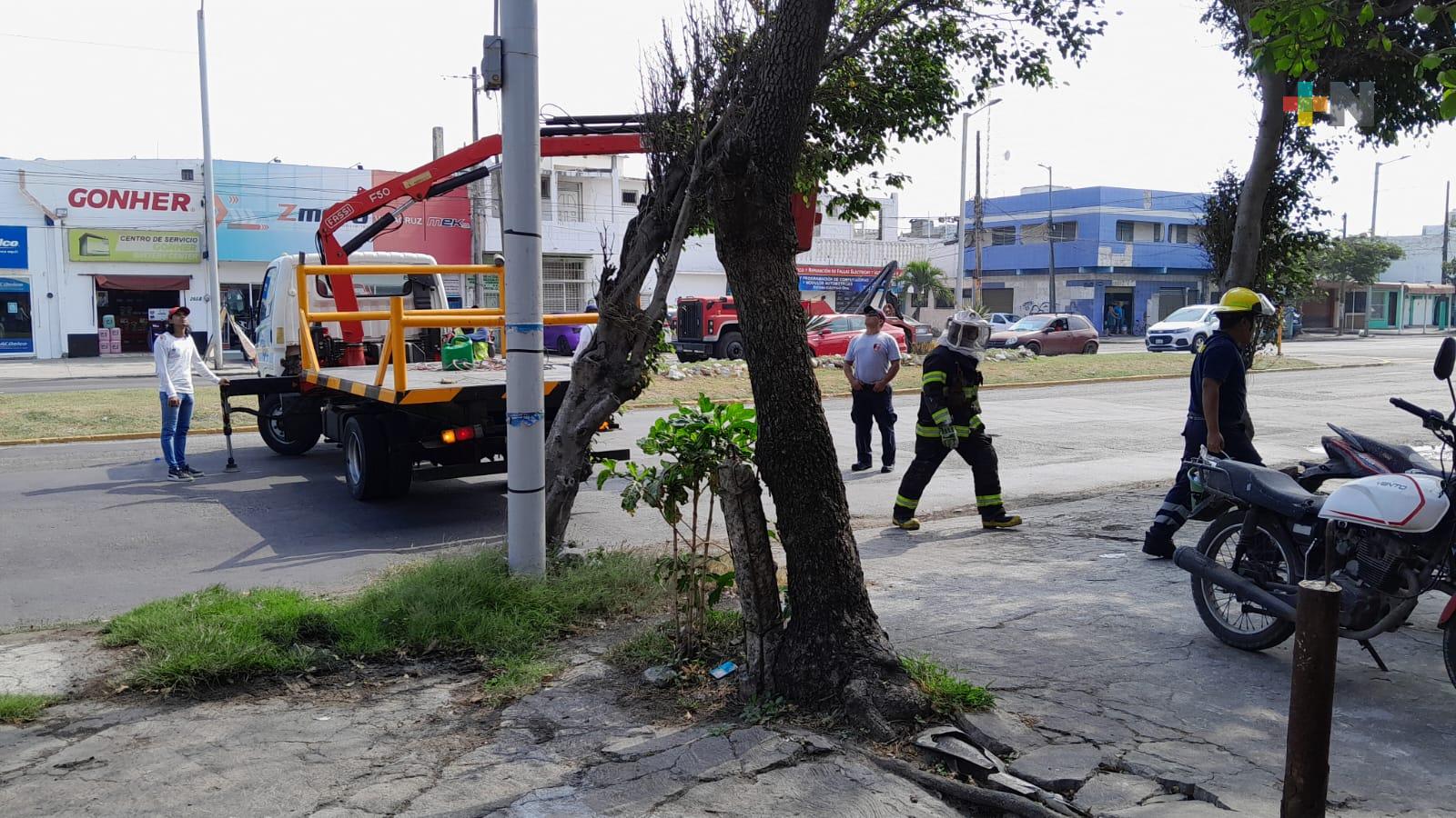 Recuerdan a población cómo evitar ataques de abejas y llamar a bomberos por ayuda