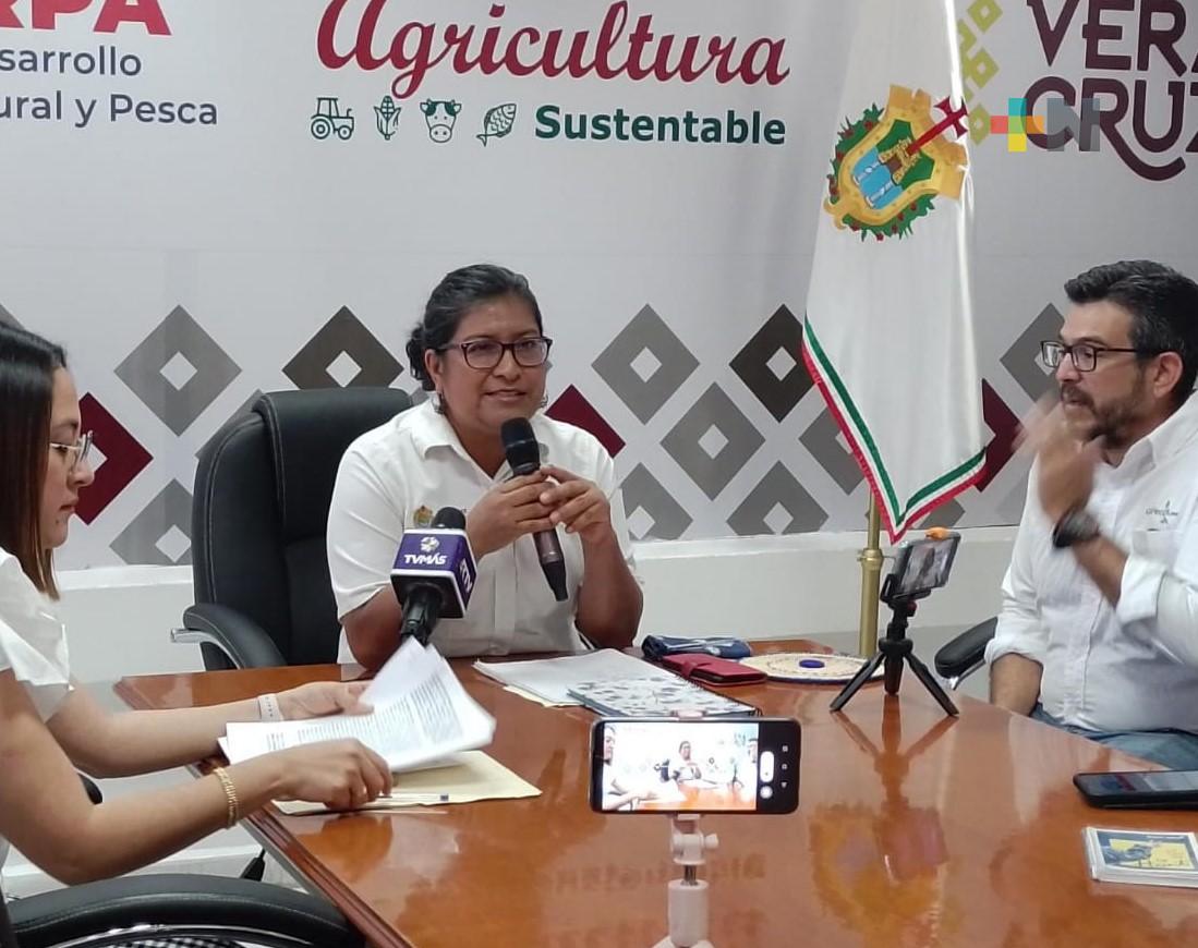 Sedarpa convoca al segundo Concurso Estatal del Café Veracruz 2024