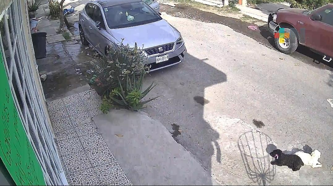 Conductora atropella a dos perros que descansaban fuera de su casa; uno murió